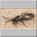 Nomada alboguttata - Wespenbiene m04 8mm.jpg